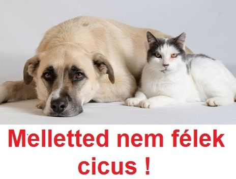 Barátság!