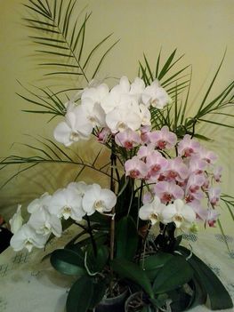  Orchideáim