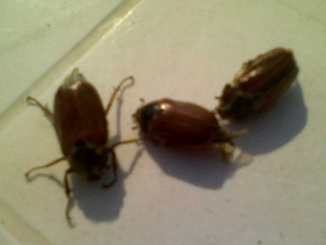 Csimaszok ugye Laki:)))))))))