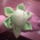 Csuklon_viselheto_tuparna_1091096_7054_t