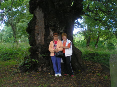 Énlaka 700 éves fája alatt 2007