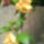 Hibiscus-003_1910079_3193_t