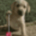 Jojos_kutya-001_1091937_9316_t