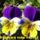 Kek_meg_a_sarga_1910358_3003_t
