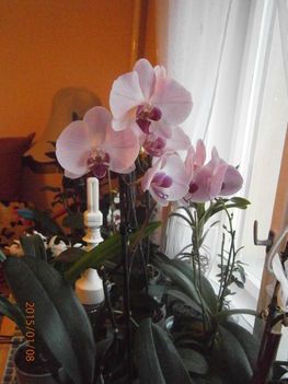 Most nyíló Orchideáim. 1