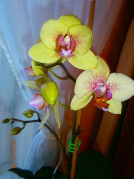 Most nyíló Orchideáim. 2