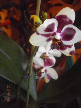 Most nyíló Orchideáim. 3