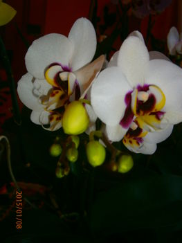 Most nyíló Orchideáim. 4