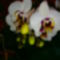 Most nyíló Orchideáim. 4