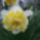 Narcisz_1091021_3704_t