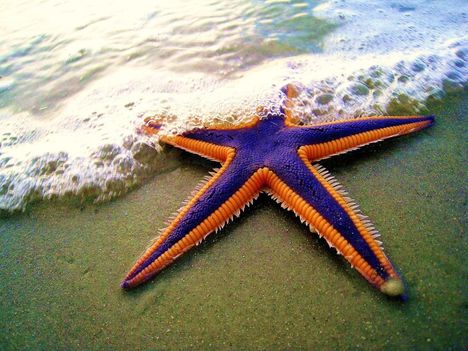 tengeri csillagok 1