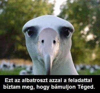 Albatrosz!