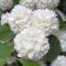 fehér színű virág a nyugi kertben 10