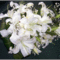 fehér színű virág a nyugi kertben 11