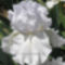 fehér színű virág a nyugi kertben 15
