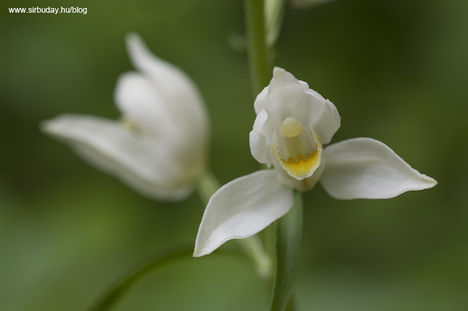 fehér színű virág a nyugi kertben 9