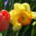 Tulipan_es_narcisz_1922814_4667_t