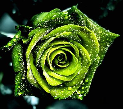 vizes zöld rózsa