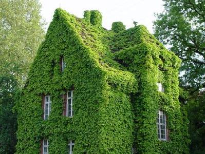 zöld ház