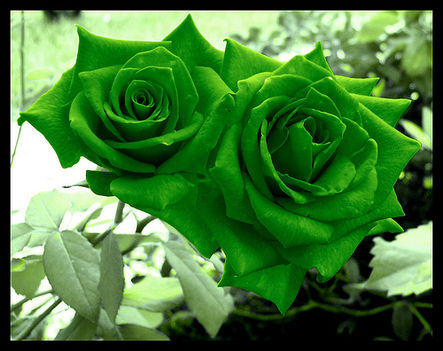 zöld rózsák
