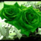 zöld rózsák