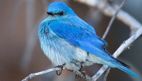 Hegyi kék madár 1
