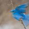Hegyi kék madár 2