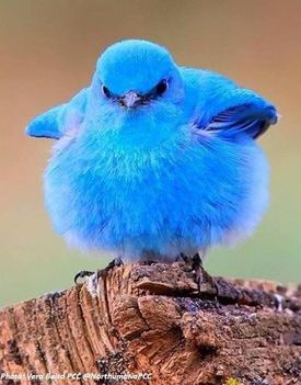Hegyi kék madár 3