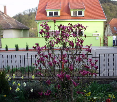 Tulipánfa a kertemből