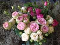 clustar-roses