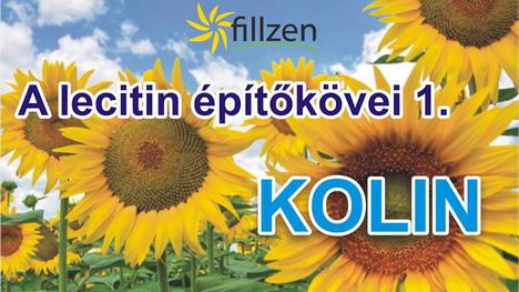 Fillzen kolin