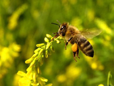 Garay János: A méhecske