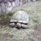teknősbéka