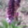 Vad_orhidea_1924640_9551_t