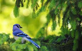Baranyi Ferenc: Kék madár – zöld fák