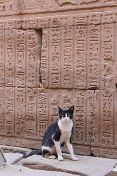Hieroglifák cicája