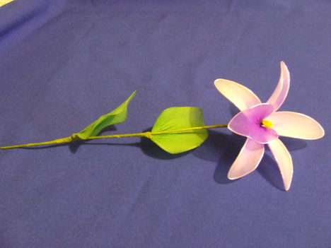 lilás orchidea