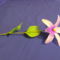 lilás orchidea