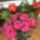 Rhododendron_hatterben_kliviaval_1927248_5472_t