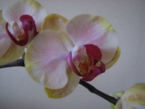 Lepkeorchidea (Phalaenopsis) 1