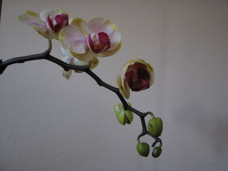 Lepkeorchidea (Phalaenopsis) 2
