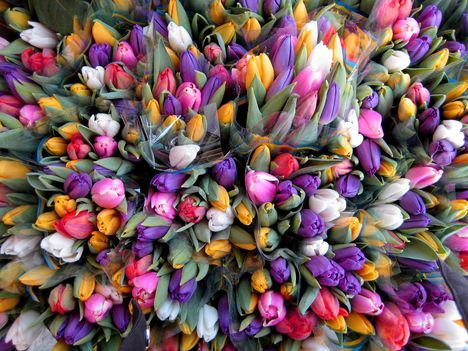Tulipán a tavasz virága-014