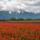 Tulipanfold10452-001_1928636_6945_t