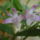 Dendrobium_kingianum-001_1929997_9409_t