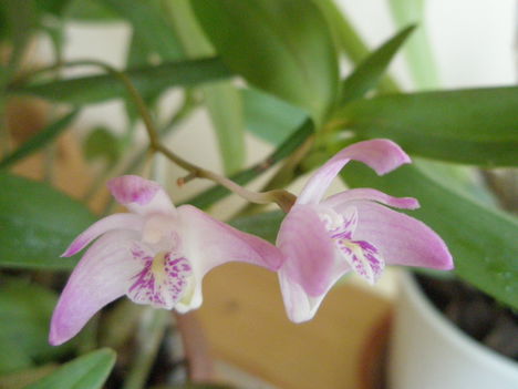 dendrobium kingianum