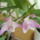 Dendrobium_kingianum_1929996_9429_t