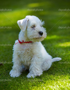 depositphotos_25183543-white-miniature-schnauzer-puppy