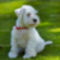 depositphotos_25183543-white-miniature-schnauzer-puppy