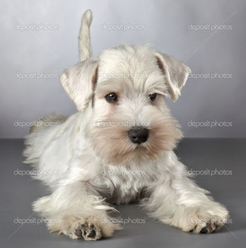 depositphotos_32674807-white-miniature-schnauzer-puppy