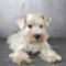 depositphotos_32674807-white-miniature-schnauzer-puppy